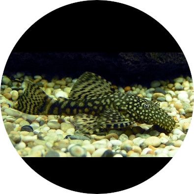 L-malar, Ancistrus mm. - Zooimport