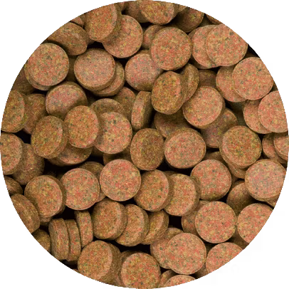 Tropical Breeder Line: Bas-Tabin A - Lösvikt