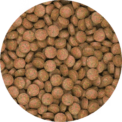 Tropical Breeder Line: Bas-Tabin B - Lösvikt