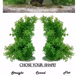 Plastväxt Bacopa 11-17 cm