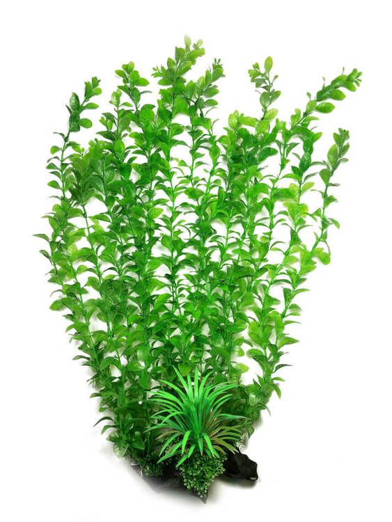 Plastväxt Hygrophila 55 cm