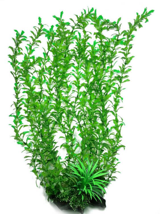 Plastväxt Shinnersia 58 cm