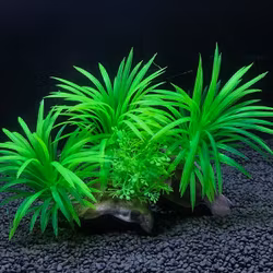 Plastväxt på rot Sagittaria 13 cm