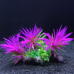 Plastväxt på rot Magenta 13 cm