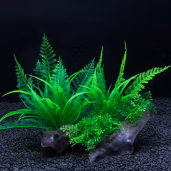 Plastväxt på rot Fern 15 cm