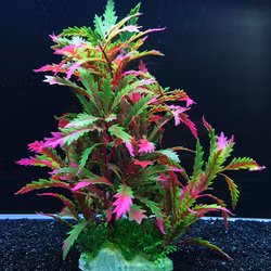 Plastväxt Pinnatifida red 27 cm