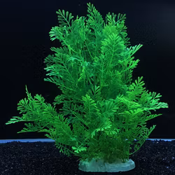 Plastväxt Difformis 27 cm