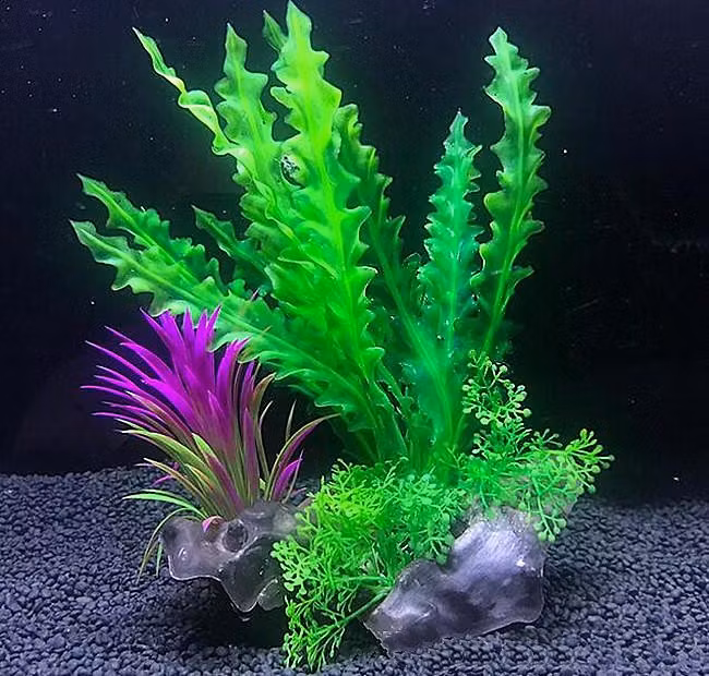 Plastväxt på rot Cryptocoryne 21 cm