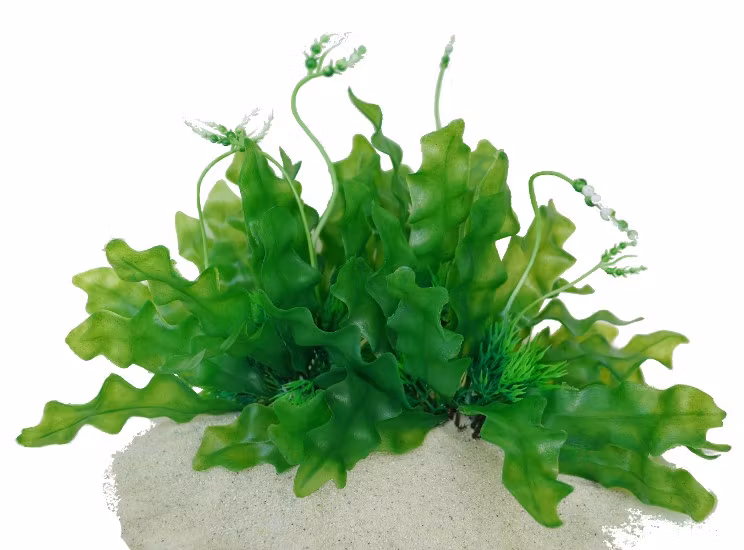 Plastväxt Longiplumulosus 17 cm