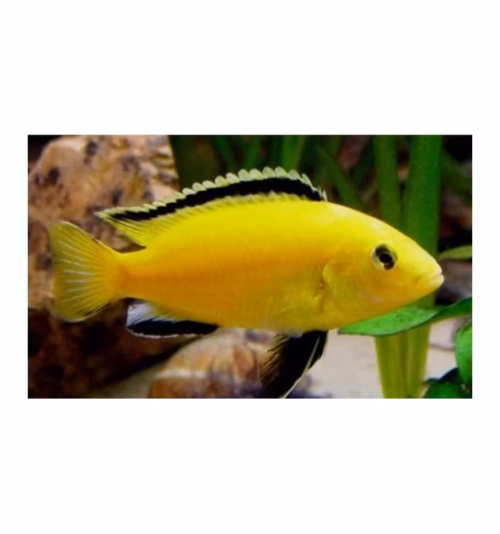 Labidochromis caeruleus "Golden" (Super gula)