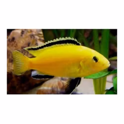 Labidochromis caeruleus "Golden" (Super gula)