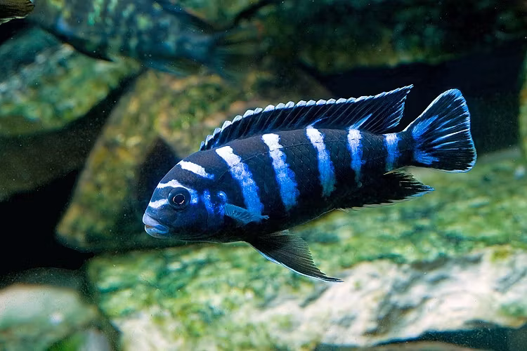 Pseudotropheus Demasoni