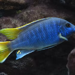 Pseudotropheus Acei "Mari Gold"