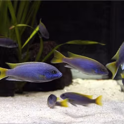 Pseudotropheus Acei "Mari Gold"