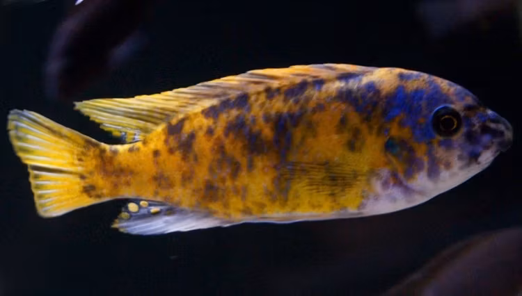 Labeotropheus Fuelleborni Katale mc/ob