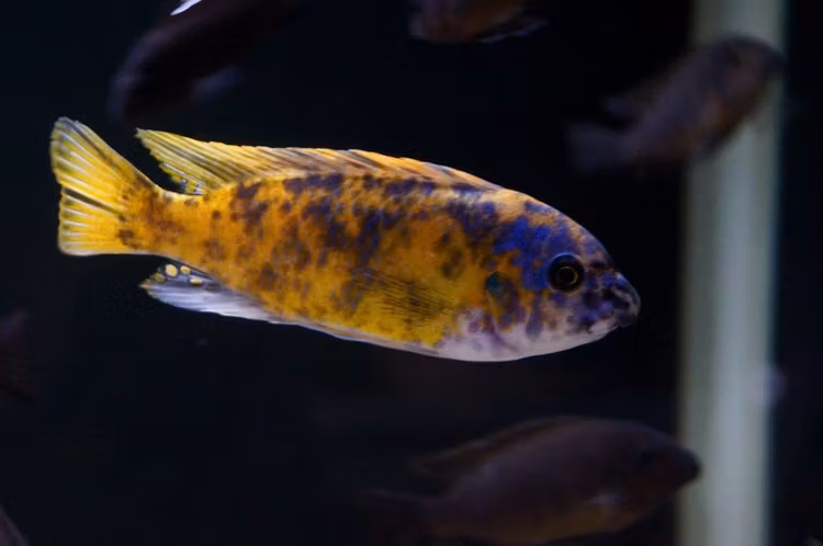 Labeotropheus Fuelleborni Katale mc/ob