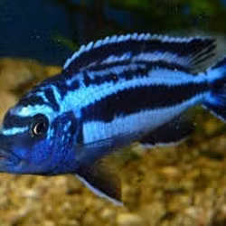 Melanochromis cyaneorhabdos "Maingano"