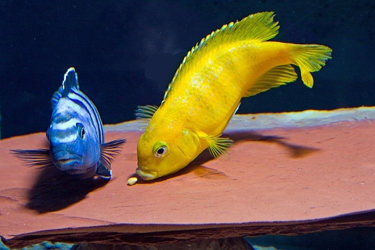 Pseudotropheus Saulosi