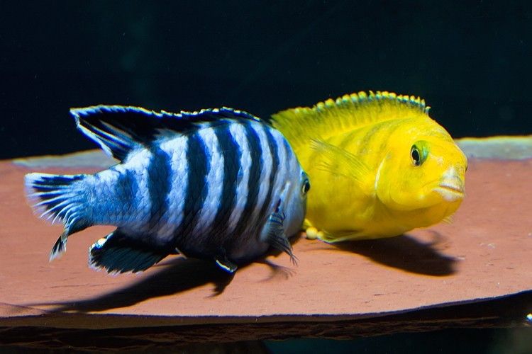 Pseudotropheus Saulosi