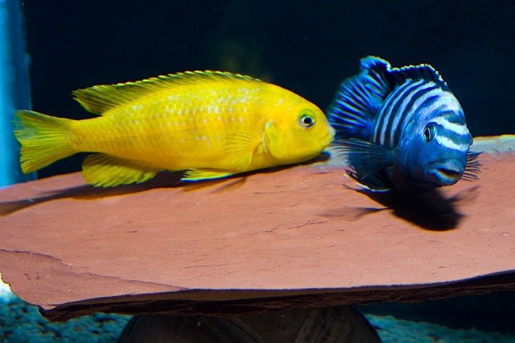 Pseudotropheus Saulosi