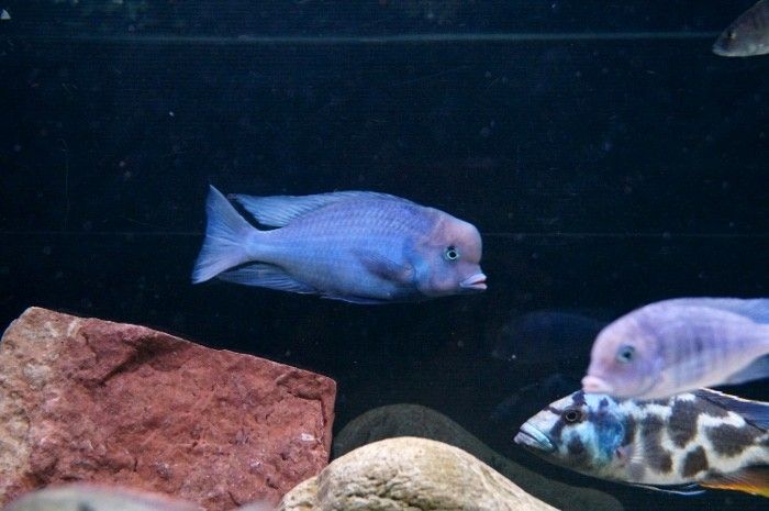 Cyrtocara moorii "Delfinciklid"
