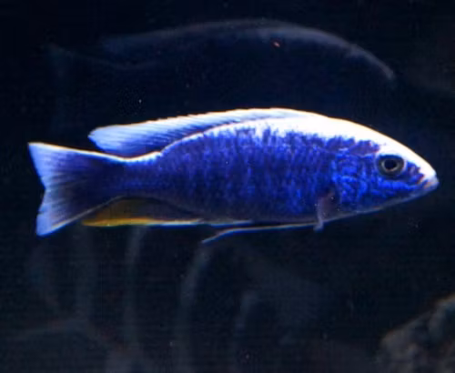 Sciaenochromis Fryeri "blå ahli"