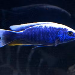 Sciaenochromis Fryeri "blå ahli"