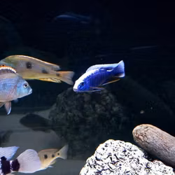 Sciaenochromis Fryeri "blå ahli"