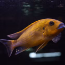 Pseudotropheus williamsi "blue lips"