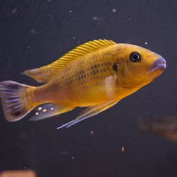 Pseudotropheus williamsi "blue lips"