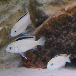 Labidochromis caeruleus "nkhata bay"