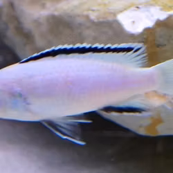 Labidochromis caeruleus "nkhata bay"