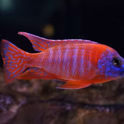 Aulonocara sp. - "Red rubin"