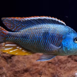 Otopharynx tetrastigma