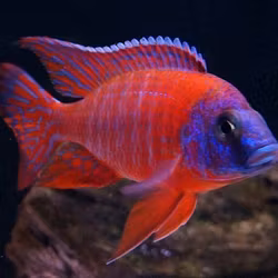 Aulonocara sp. - "Red rubin"