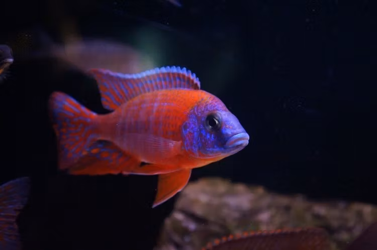 Aulonocara sp. - "Red rubin"