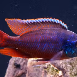 Protomelas taeniolatus "Red empress / Hinderi"