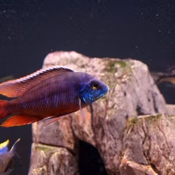 Protomelas taeniolatus "Red empress / Hinderi"