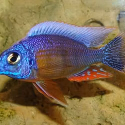 Protomelas steveni "taiwan reef"