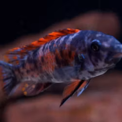 Labeotropheus Trewavasae thumbi west mc/ob