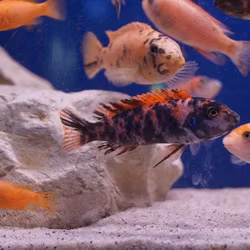 Labeotropheus Trewavasae thumbi west mc/ob