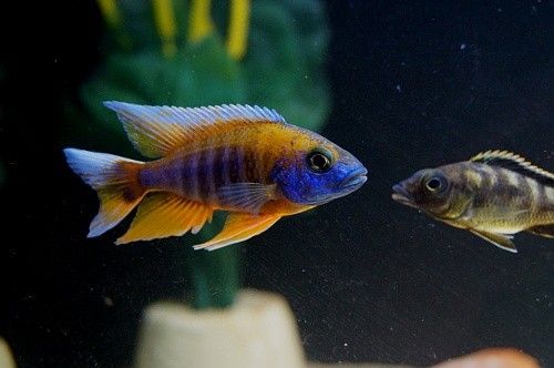 Aulonocara jacobfreibergi cape maclear