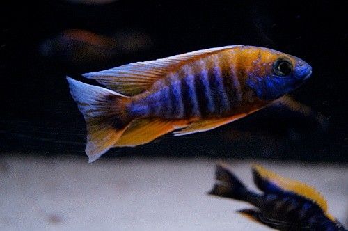 Aulonocara jacobfreibergi cape maclear
