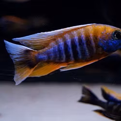 Aulonocara jacobfreibergi cape maclear