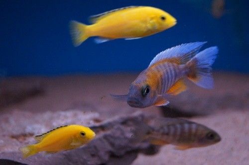 Aulonocara jacobfreibergi cape maclear