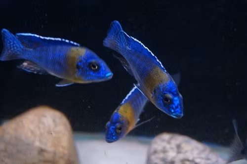 Aulonocara maulana
