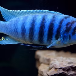 Metriaclima Zebra Chilumba (Maison Reef)