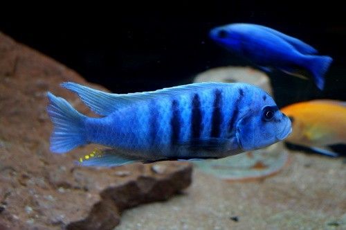Metriaclima Zebra Chilumba (Maison Reef)