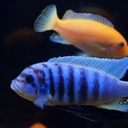 Metriaclima Zebra Chilumba (Maison Reef)