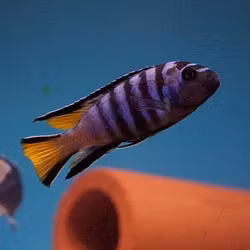 Pseudotropheus elongatus mpanga